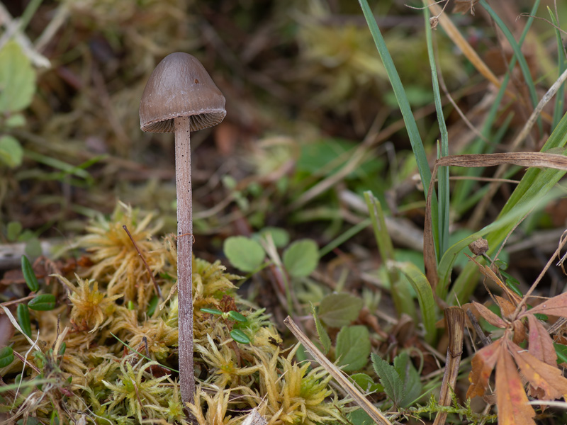 Panaeolus acuminatus